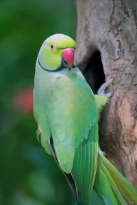 Indian Ringneck