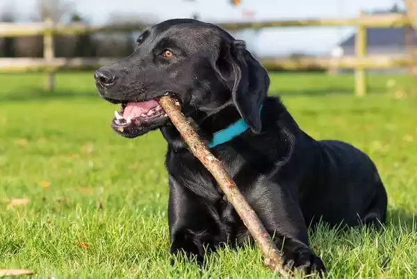 Labrador Retrievers of  Training