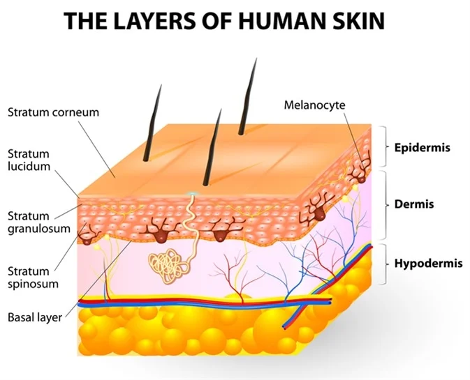 Melanocytes