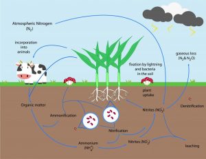 Organic Nitrogen