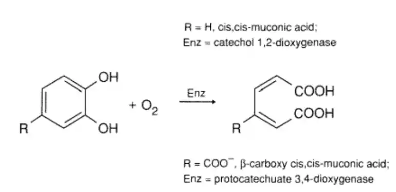 Oxygenases