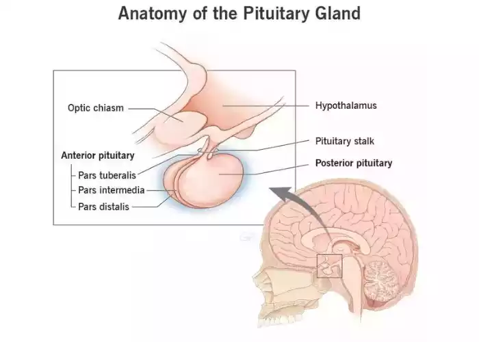 Pituitary Gland