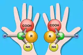 Right-Handed Amino Acids