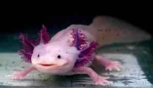 Salamander