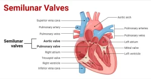 Semilunar Valves