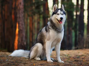 Siberian Husky