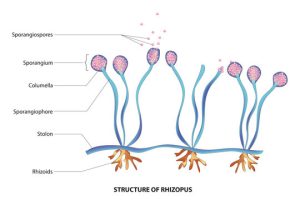 Sporangiophores