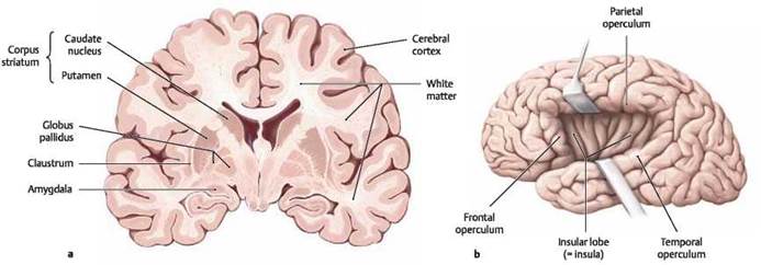 Telencephalon