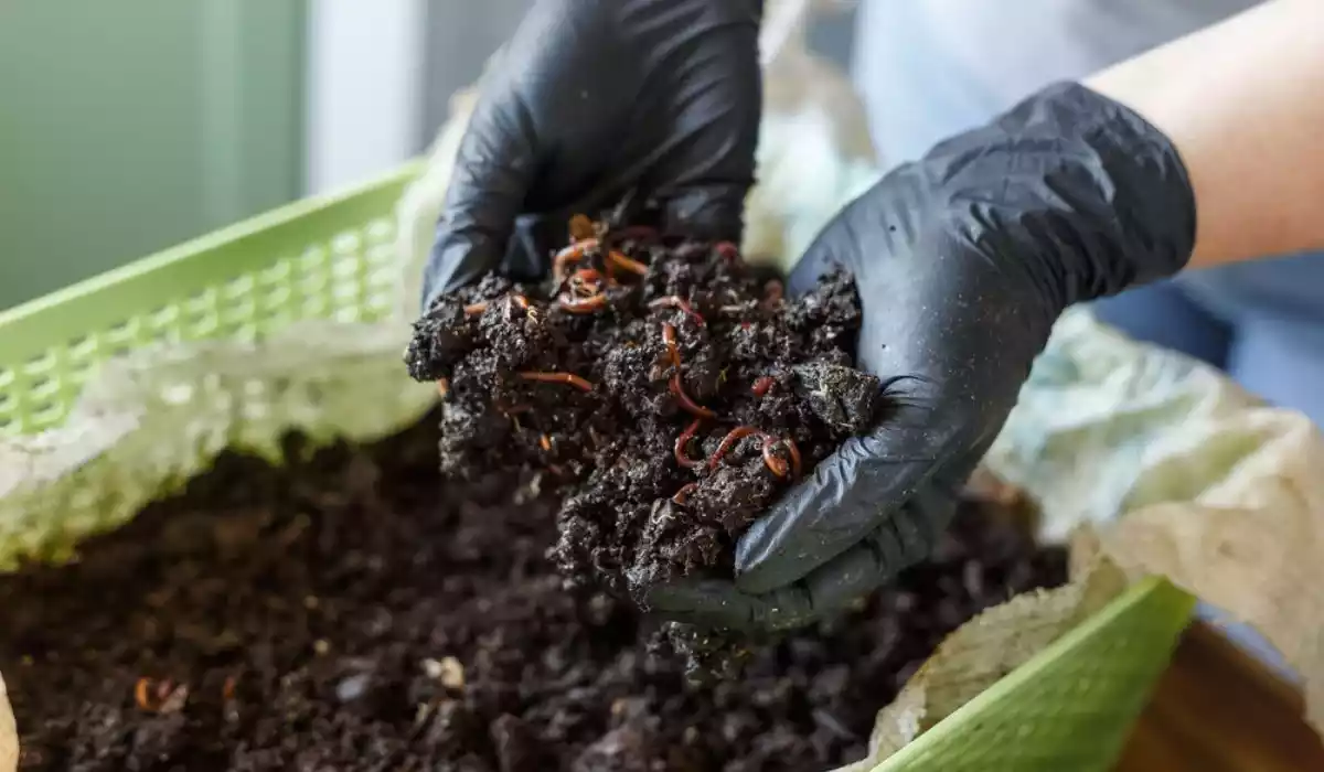 Vermicompost 