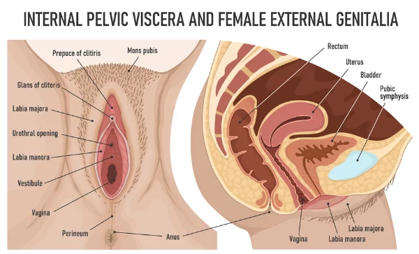 Vulvodynia