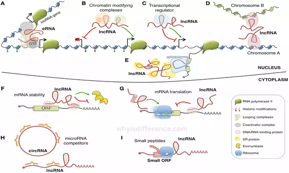 lncRNA